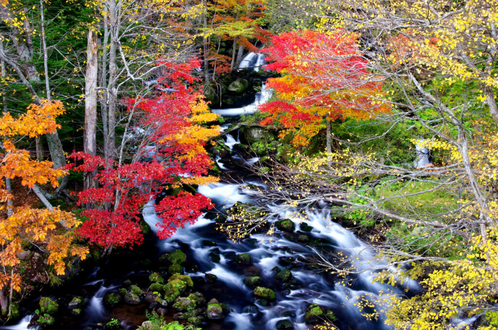 滝見橋からの清流と紅葉