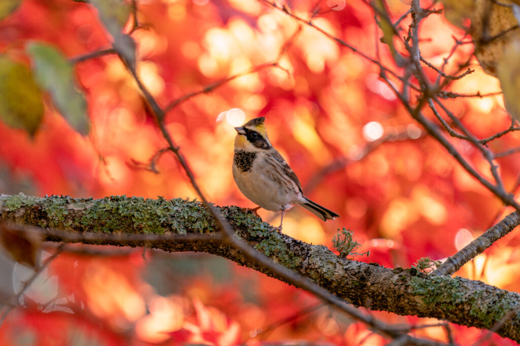 釧路エリアの紅葉見頃イメージ