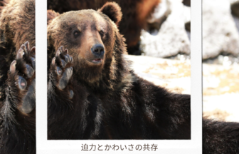 大迫力を感じたいなら行くしかない!!「のぼりべつクマ牧場」アイキャッチ画像