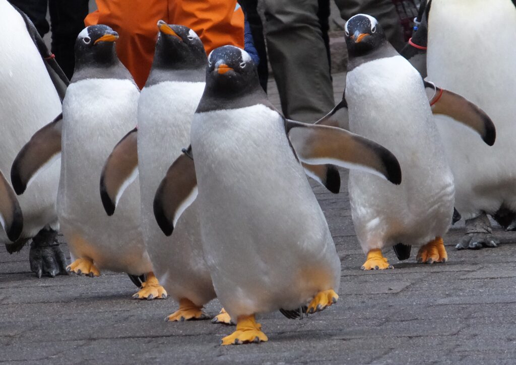 登別マリンパークニクスで基本毎日開催されるペンギンパレード