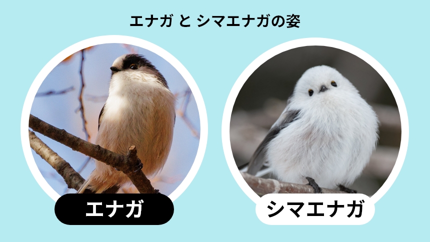 エナガとシマエナガの姿