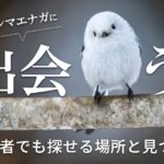 北海道旅行中にシマエナガに会うには？初心者でも探せる場所と見つけ方