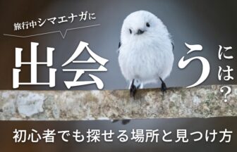 北海道旅行中に出会うには？初心者でも探せる場所と見つけ方