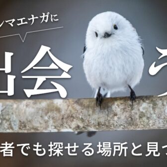 北海道旅行中に出会うには？初心者でも探せる場所と見つけ方