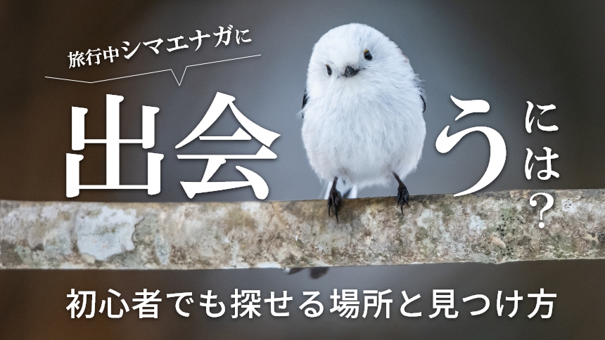 北海道旅行中に出会うには？初心者でも探せる場所と見つけ方