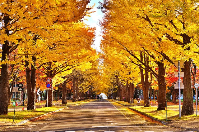15. 北大イチョウ並木(札幌市北区)