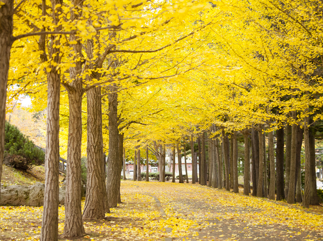 11. 西岡公園(札幌市豊平区)