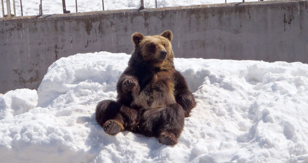 おねだりする熊