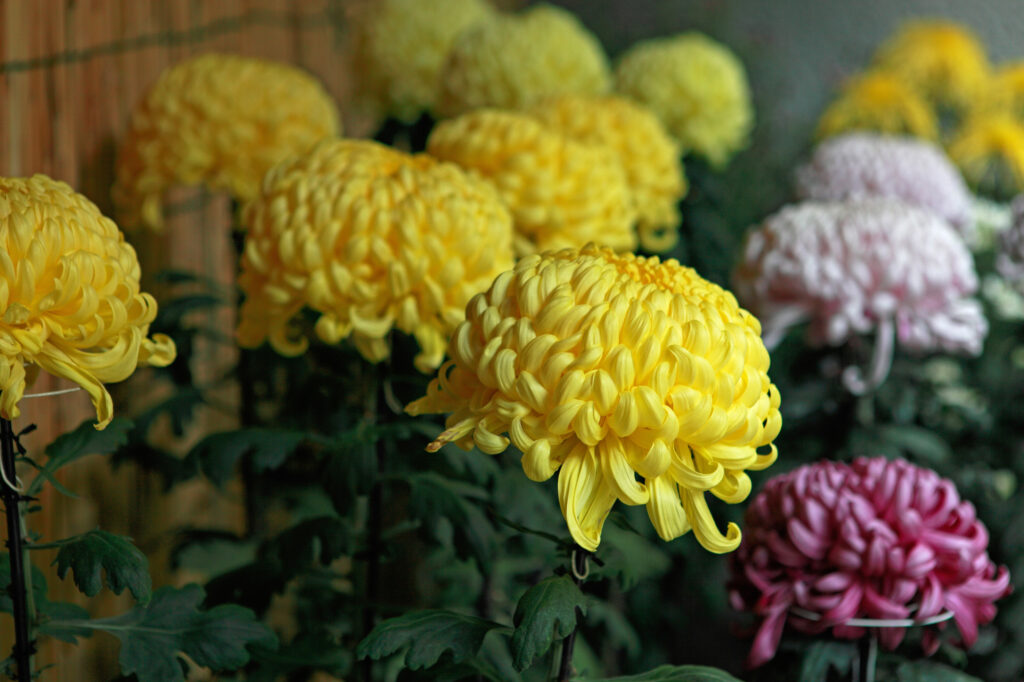 大輪の菊